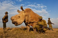 Ein Anti-Wilderer-Team beschützt ein Nördliches Breitmaulnashorn im OlPejataReservat in Kenia. Das Tier wird rund um die Uhr bewacht. In diesem Park sind vier der acht letzten Breitmaulnashörner der Welt zu Hause. Obwohl Nashorn-Horn weltweit verboten ist, steigt die Nachfrage enorm, da die neureiche Mittelklasse Asiens sich die begehrte, ehemals den Reichen vorbehaltene Substanz leisten kann. Allein Südafrika verlor 2011 über 400 Nashörner durch Wilderei. Es leben schätzungsweise nur noch 16.000 Nashörner, die vom Aussterben bedroht sind. Nashorn-Horn wird nach jahrhundertealtem Brauch hauptsächlich als fiebersenkende und anti-toxische Medizin verwendet. © Brent Stirton, Südafrika, Reportage von Getty Images, National Geographic