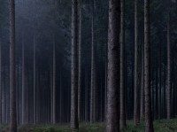 Michael Lange, aus dem Buch "Wald"