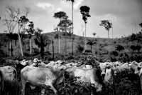 Kadir van Lohuizen: aus der Serie "Assault on the Amazon"