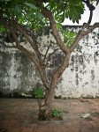 Khao Wang