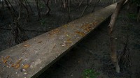 Mangrovensumpf