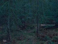 Michael Lange: "Wald" - Cover