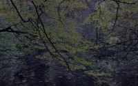 Michael Lange, aus dem Buch "Wald"