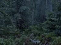 Michael Lange, aus dem Buch "Wald"