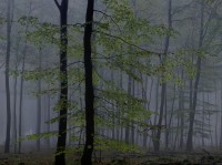 Michael Lange, aus dem Buch "Wald"