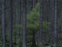 Michael Lange, aus dem Buch "Wald"
