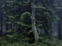 Michael Lange, aus dem Buch "Wald"