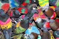 Ricardo Cases, aus "Paloma al Aire"